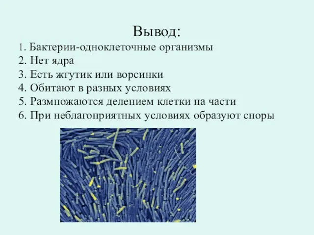 Вывод: 1. Бактерии-одноклеточные организмы 2. Нет ядра 3. Есть жгутик или ворсинки