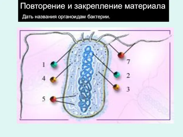 Повторение и закрепление материала Дать названия органоидам бактерии.