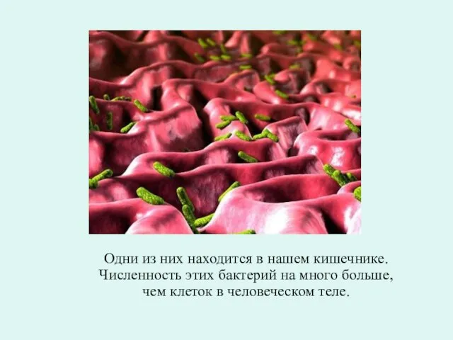 Одни из них находится в нашем кишечнике. Численность этих бактерий на много