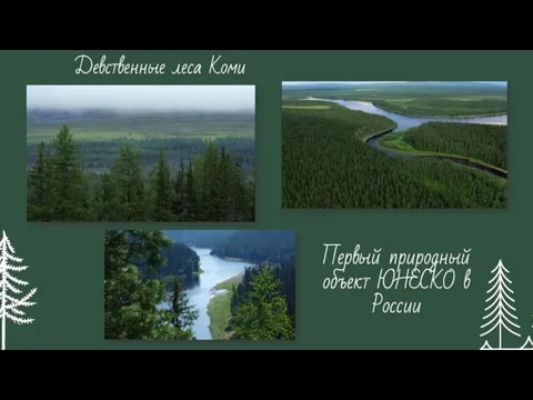 Девственные леса Коми Первый природный объект ЮНЕСКО в России