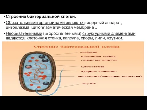 Строение бактериальной клетки. Обязательными органоидами являются: ядерный аппарат, цитоплазма, цитоплазматическая мембрана ..