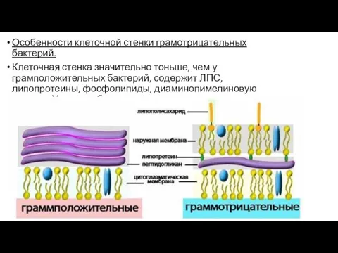 Особенности клеточной стенки грамотрицательных бактерий. Клеточная стенка значительно тоньше, чем у грамположительных