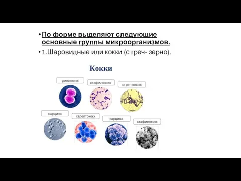 По форме выделяют следующие основные группы микроорганизмов. 1.Шаровидные или кокки (с греч- зерно).