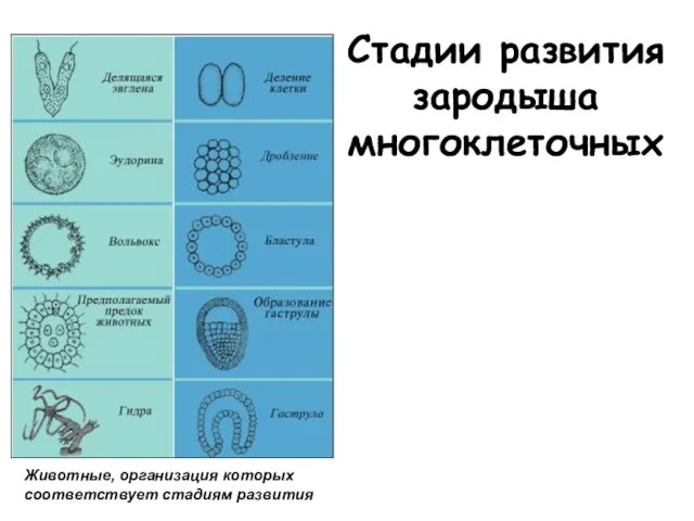 Стадии развития зародыша многоклеточных Животные, организация которых соответствует стадиям развития