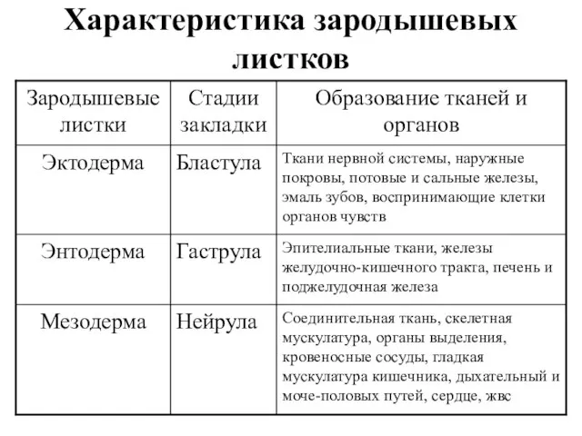 Характеристика зародышевых листков