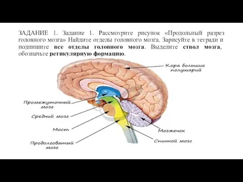 ЗАДАНИЕ 1. Задание 1. Рассмотрите рисунок «Продольный разрез головного мозга» Найдите отделы