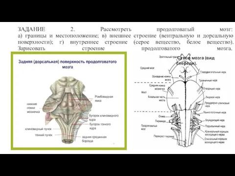 ЗАДАНИЕ 2. Рассмотреть продолговатый мозг: а) границы и местоположение; в) внешнее строение