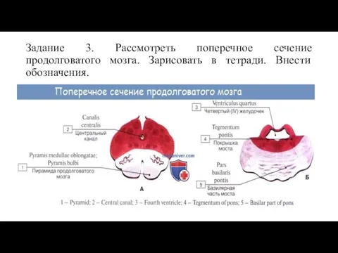 Задание 3. Рассмотреть поперечное сечение продолговатого мозга. Зарисовать в тетради. Внести обозначения.