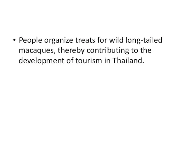 People organize treats for wild long-tailed macaques, thereby contributing to the development of tourism in Thailand.