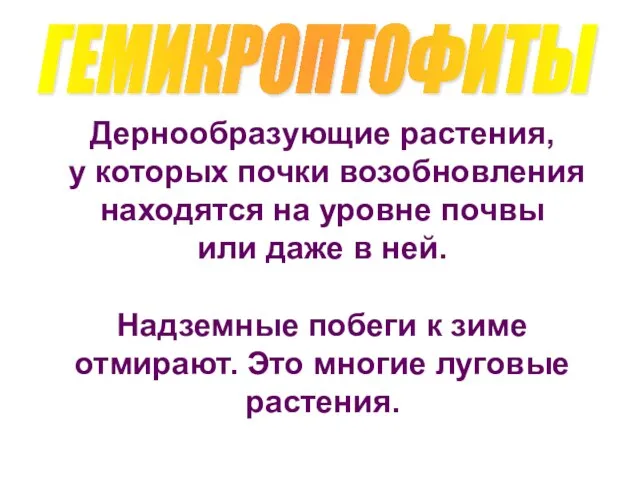 ГЕМИКРОПТОФИТЫ Дернообразующие растения, у которых почки возобновления находятся на уровне почвы или