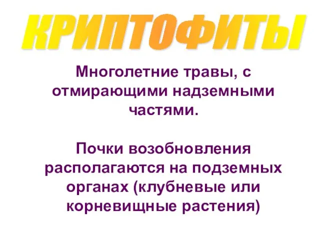 КРИПТОФИТЫ Многолетние травы, с отмирающими надземными частями. Почки возобновления располагаются на подземных