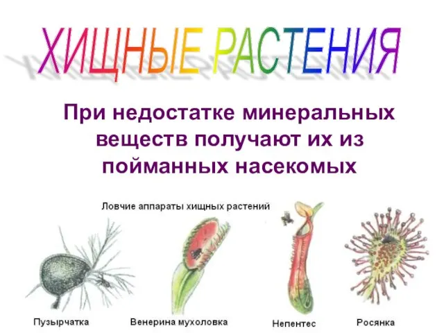 ХИЩНЫЕ РАСТЕНИЯ При недостатке минеральных веществ получают их из пойманных насекомых