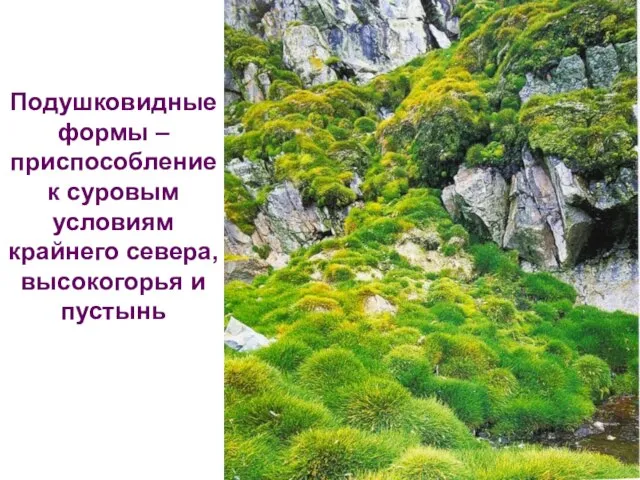 Подушковидные формы – приспособление к суровым условиям крайнего севера, высокогорья и пустынь