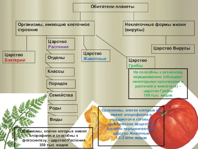 Неклеточные формы жизни (вирусы) Организмы, имеющие клеточное строение Обитатели планеты Царство Вирусы