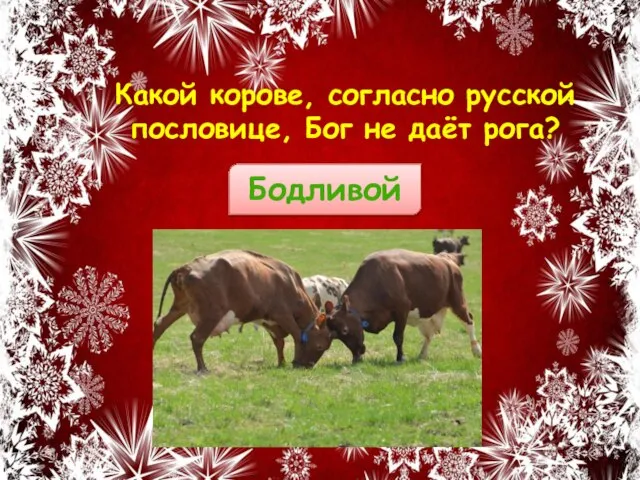 Какой корове, согласно русской пословице, Бог не даёт рога? Бодливой