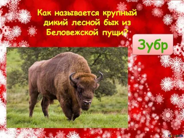 Как называется крупный дикий лесной бык из Беловежской пущи? Зубр