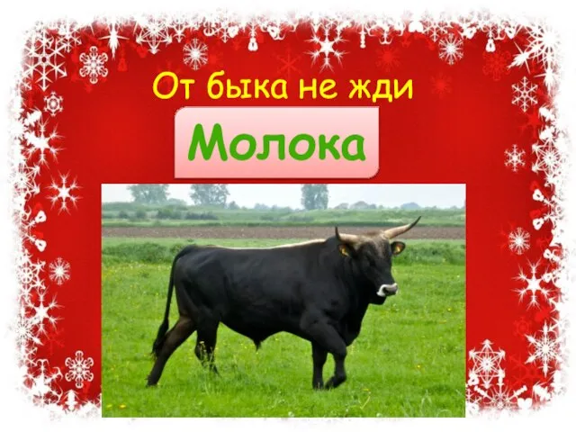 От быка не жди Молока