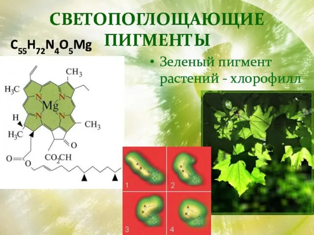 СВЕТОПОГЛОЩАЮЩИЕ ПИГМЕНТЫ Зеленый пигмент растений - хлорофилл C55H72N4O5Mg
