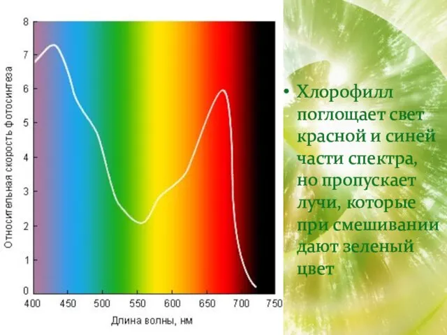 Хлорофилл поглощает свет красной и синей части спектра, но пропускает лучи, которые