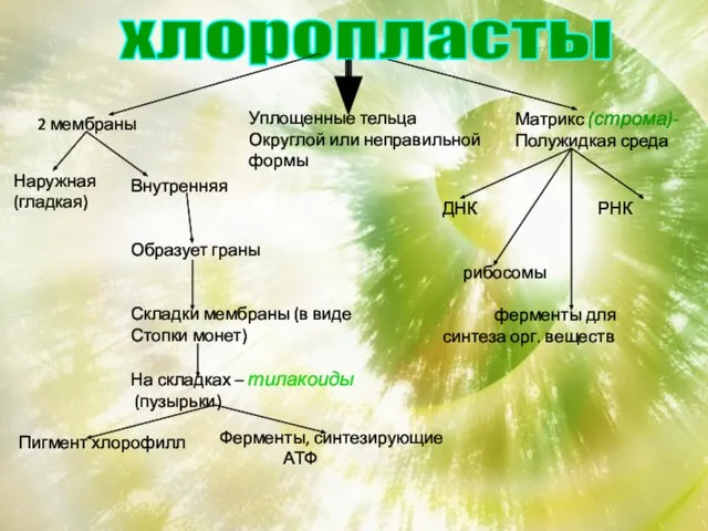 хлоропласты 2 мембраны Уплощенные тельца Округлой или неправильной формы Матрикс (строма)- Полужидкая