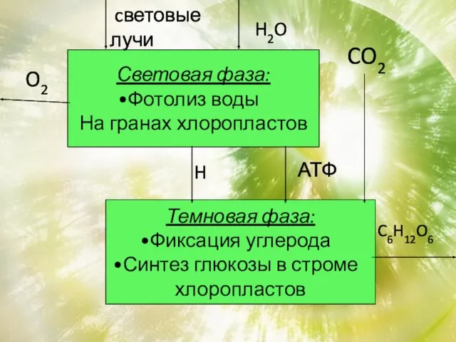 Световая фаза: Фотолиз воды На гранах хлоропластов Темновая фаза: Фиксация углерода Синтез