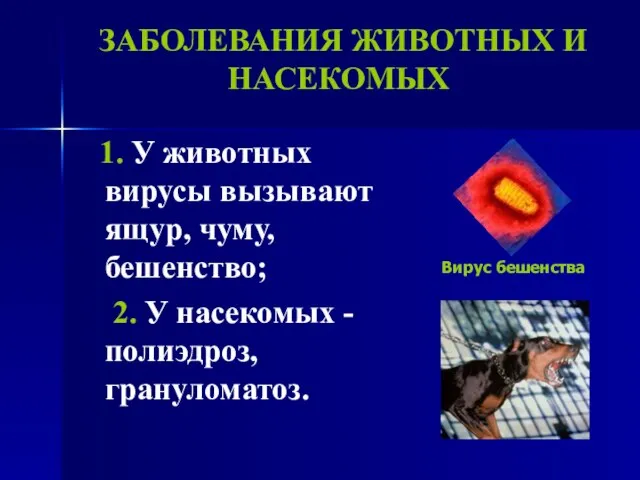 ЗАБОЛЕВАНИЯ ЖИВОТНЫХ И НАСЕКОМЫХ 1. У животных вирусы вызывают ящур, чуму, бешенство;