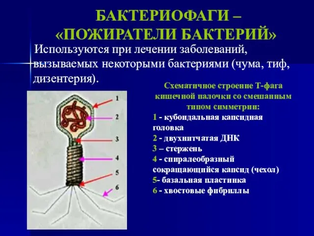 БАКТЕРИОФАГИ – «ПОЖИРАТЕЛИ БАКТЕРИЙ» Используются при лечении заболеваний, вызываемых некоторыми бактериями (чума,