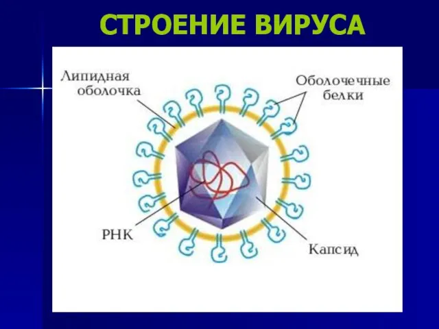 СТРОЕНИЕ ВИРУСА