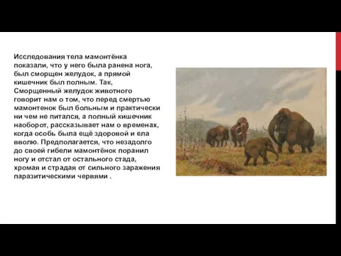 Исследования тела мамонтёнка показали, что у него была ранена нога, был сморщен