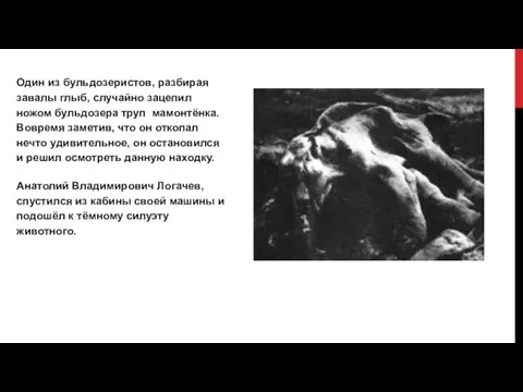 Один из бульдозеристов, разбирая завалы глыб, случайно зацепил ножом бульдозера труп мамонтёнка.