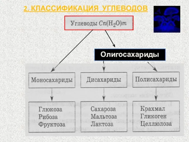 2. КЛАССИФИКАЦИЯ УГЛЕВОДОВ Олигосахариды