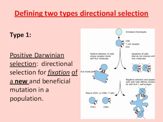 Defining two types directional selection Type 1: Positive Darwinian selection: directional selection