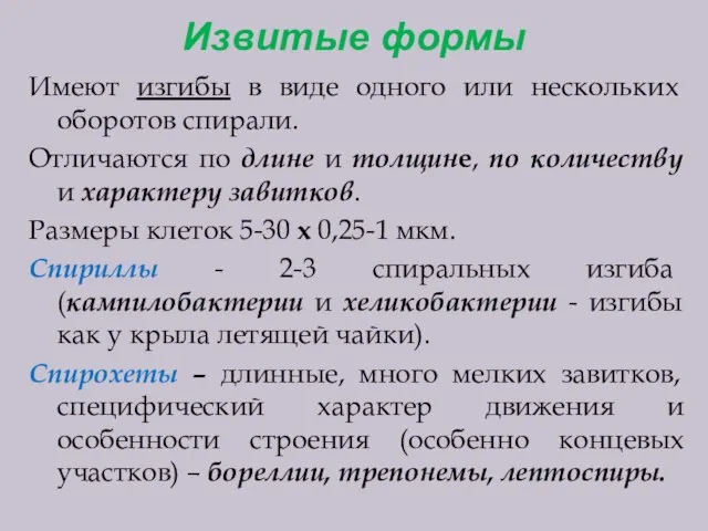 Извитые формы Имеют изгибы в виде одного или нескольких оборотов спирали. Отличаются