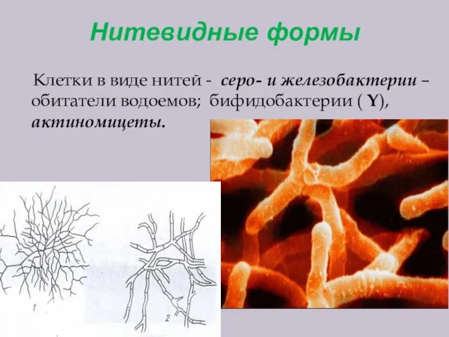 Нитевидные формы Клетки в виде нитей - серо- и железобактерии – обитатели