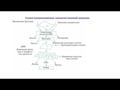 . Схема возникновении злокачественной опухоли.