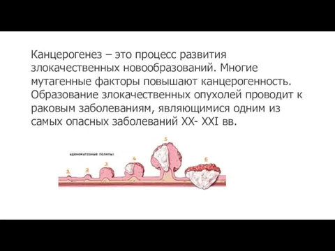 Канцерогенез – это процесс развития злокачественных новообразований. Многие мутагенные факторы повышают канцерогенность.