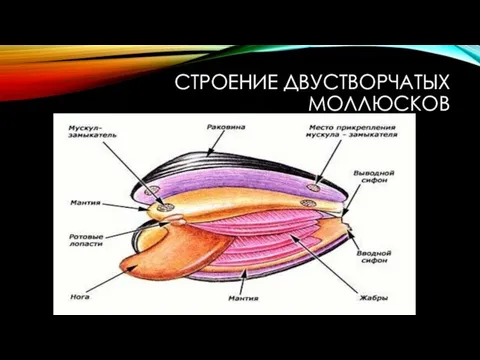 СТРОЕНИЕ ДВУСТВОРЧАТЫХ МОЛЛЮСКОВ