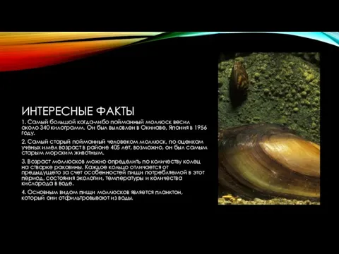 ИНТЕРЕСНЫЕ ФАКТЫ 1. Самый большой когда-либо пойманный моллюск весил около 340 килограмм.