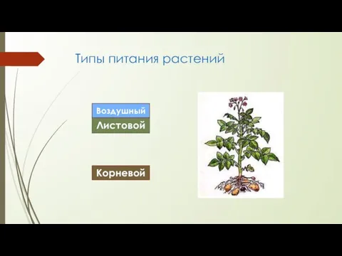 Типы питания растений Листовой Воздушный Корневой
