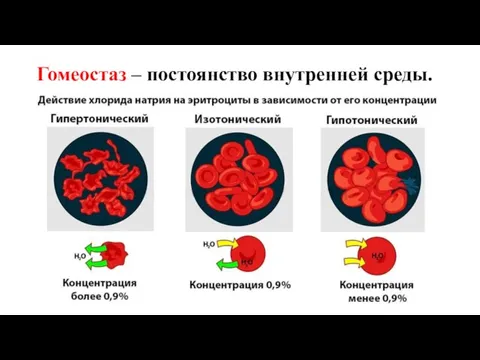 Гомеостаз – постоянство внутренней среды.