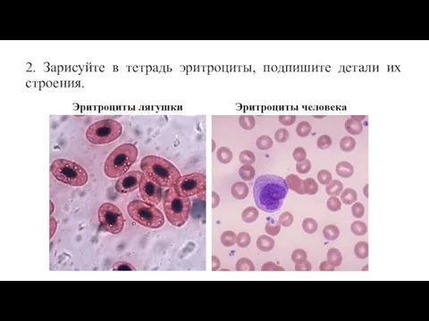 2. Зарисуйте в тетрадь эритроциты, подпишите детали их строения.