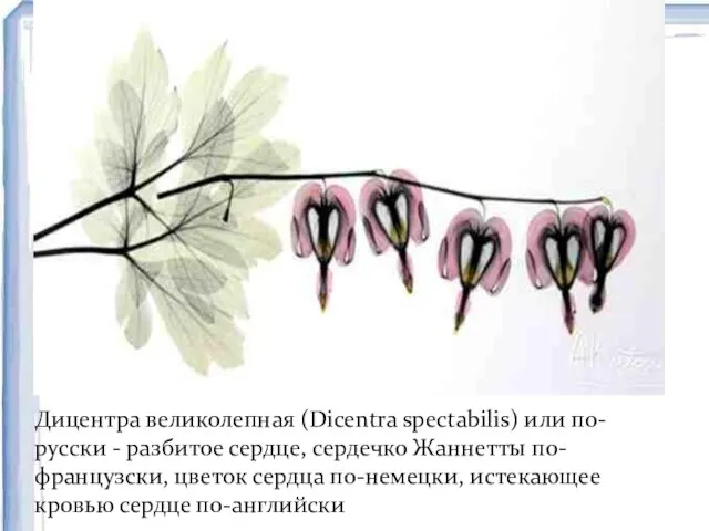 Дицентра великолепная (Dicentra spectabilis) или по-русски - разбитое сердце, сердечко Жаннетты по-французски,