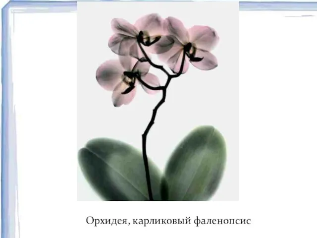 Орхидея, карликовый фаленопсис