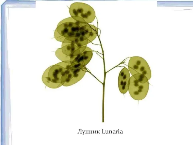 Лунник Lunaria