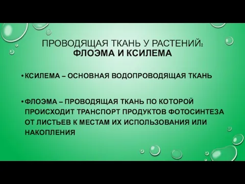 ПРОВОДЯЩАЯ ТКАНЬ У РАСТЕНИЙ: ФЛОЭМА И КСИЛЕМА КСИЛЕМА – ОСНОВНАЯ ВОДОПРОВОДЯЩАЯ ТКАНЬ