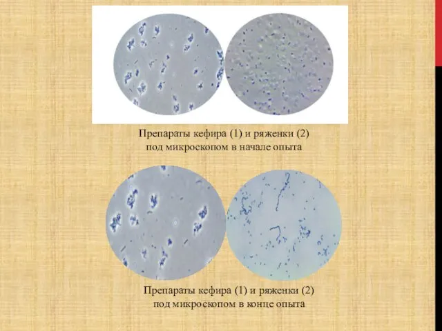 Препараты кефира (1) и ряженки (2) под микроскопом в начале опыта Препараты