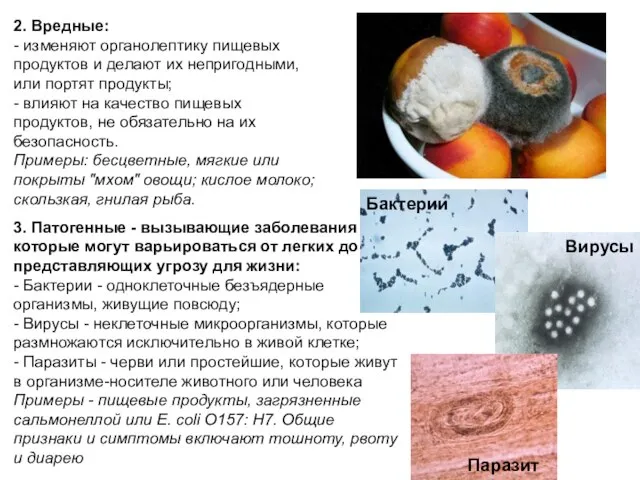 2. Вредные: - изменяют органолептику пищевых продуктов и делают их непригодными, или