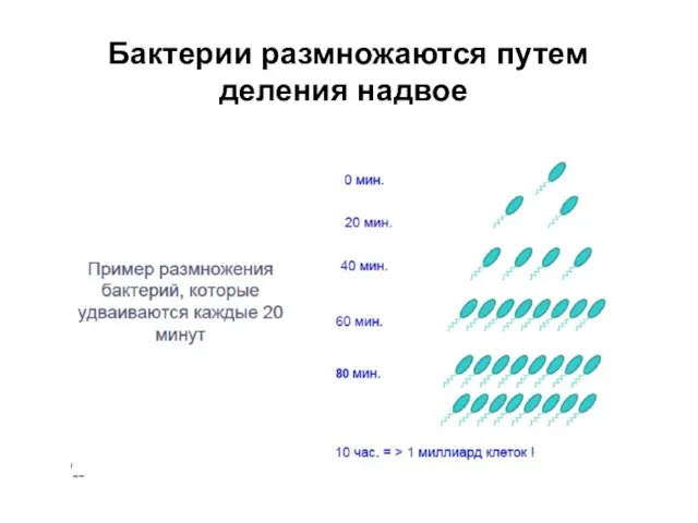 Бактерии размножаются путем деления надвое