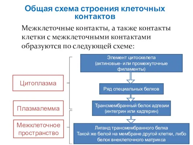 Общая схема строения клеточных контактов Межклеточные контакты, а также контакты клетки с