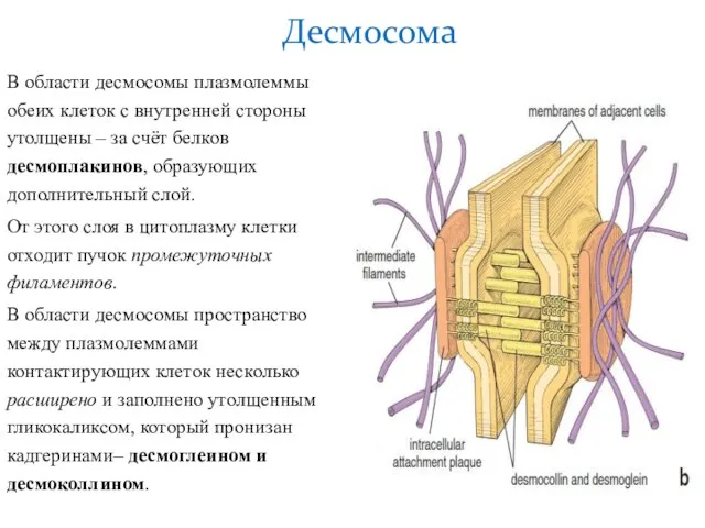 В области десмосомы плазмолеммы обеих клеток с внутренней стороны утолщены – за